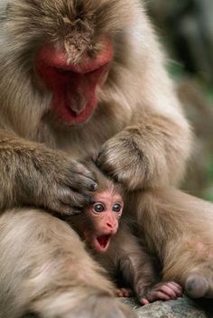 a monkey holding its baby on the back of it's head with his mouth open