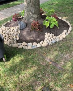 a tree that is sitting in the grass next to a mailbox and some rocks