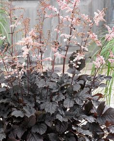 some very pretty flowers in a big pot