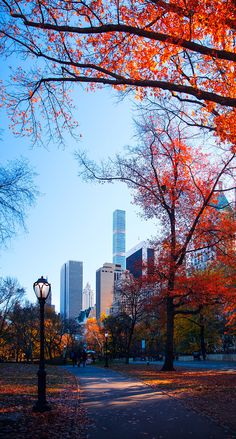 trees with orange leaves and buildings in the background