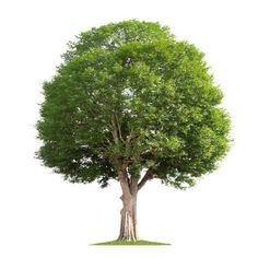 a large tree with green leaves on a white background stock photo edit to be used as a