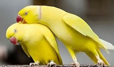 two yellow birds with red beaks sitting on top of each other