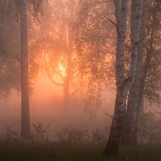 the sun is shining through the foggy trees