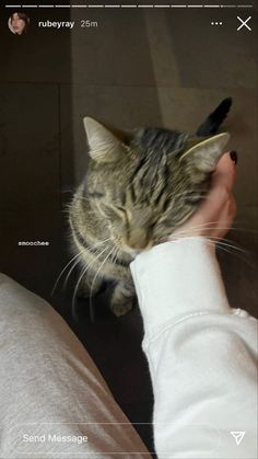 a cat is being petted by someone's hand