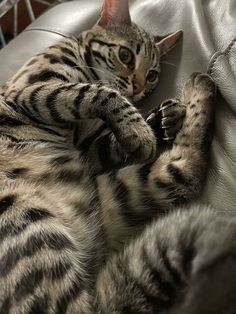 a cat laying on top of a leather couch