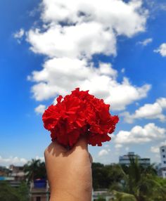 a person's hand holding red flowers in front of a blue sky with white clouds