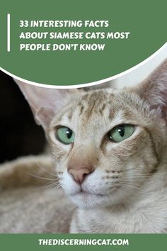 a cat with green eyes and the words 33 interesting fact about siamese cats most people don't know