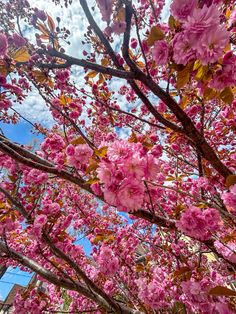 pink flowers blooming on the branches of trees in front of a blue sky with clouds