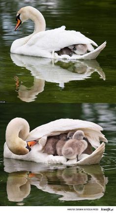 two pictures of a mother swan and her babies in the water with their reflection on the water