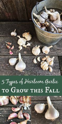 there are several types of garlic to grow this fall