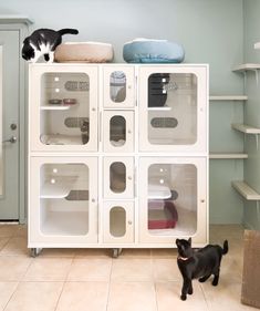 a black and white cat standing in front of a cabinet with glass doors on it