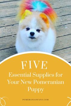 Essential Supplies for Your New Pomeranian Puppy Pomeranian Puppy, Home A, Well Being, Puppies