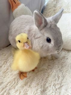 a stuffed rabbit and duckling sitting on a bed