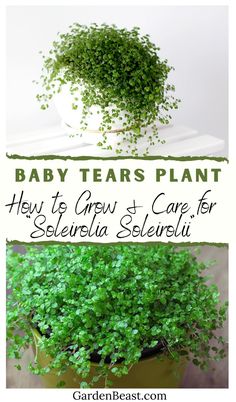 baby tears plant and how to grow it for selvesia seleriuu