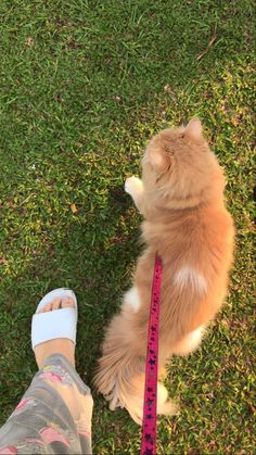 an orange and white cat sitting next to a person with a measuring tape on it's leg