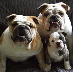 three bulldogs sitting on a couch with their heads turned to the side and looking at the camera