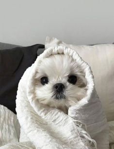 a small white dog wrapped in a blanket