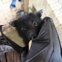 a small black bat hanging upside down