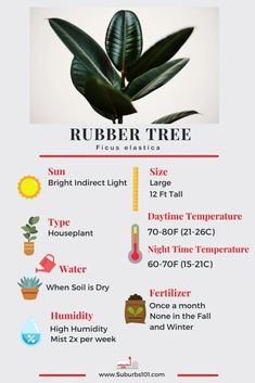 the rubber tree info sheet is shown