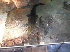 an alligator is laying on the ground in its enclosure