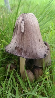 a small mushroom sitting in the grass