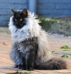 a black and white cat sitting on the ground