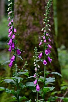 purple flowers growing in the woods near a tree