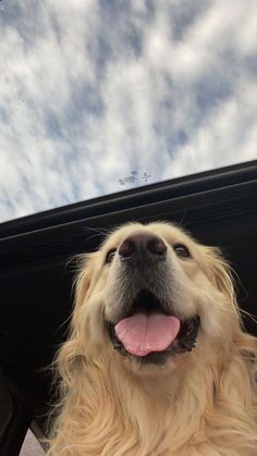 a dog is sitting in the back seat of a car looking up at the sky