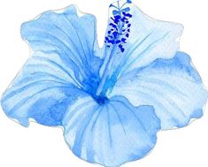 a blue flower on a white background