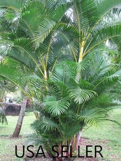 a large palm tree in the middle of a field