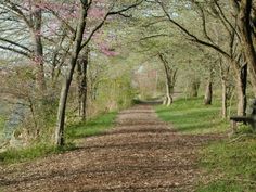 a dirt road surrounded by trees and grass