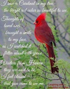 a cardinal sitting on top of a tree branch with poem written in front of it