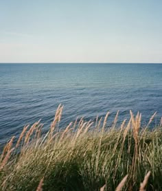 the water is calm and blue with tall grass in front of it, as seen from an overlook point