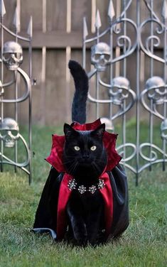 a black cat wearing a red cape and sitting on the grass in front of an iron gate