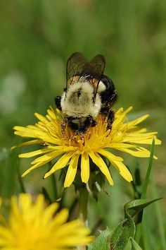 a bee sitting on top of a yellow flower