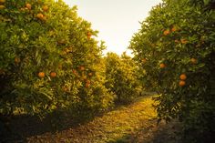 an orange grove with lots of oranges growing on it's sides and trees in the background