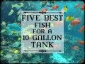 a sign that says five best fish for a 10 gallon tank in front of an aquarium