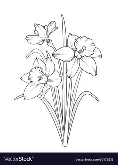 daffodils in black and white line art style on a white background stock photo