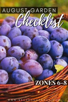 a basket full of blue grapes with the words august garden checklist zones 6 - 8