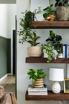 various houseplants are arranged on a table