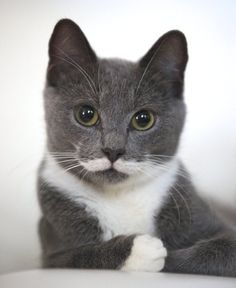 a gray and white cat sitting on top of a bed looking at the camera with a surprised look on its face