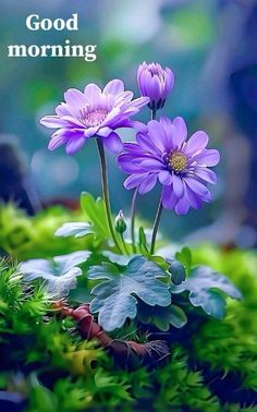 two purple flowers sitting on top of a green moss covered ground with the words good morning