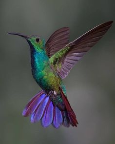 a hummingbird flying in the air with it's wings spread wide and colorful