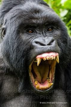 an adult gorilla with its mouth open and it's teeth wide open, showing the fangs