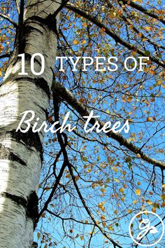 trees with the words 10 types of birch trees