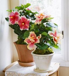 a potted plant sitting on top of a table next to a window sill