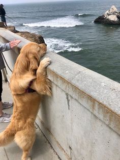 a dog is standing on its hind legs and pawing the side of a wall