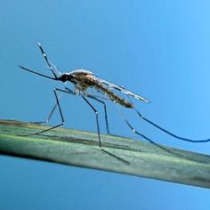 a close up of a mosquito on a green leaf with blue sky in the background