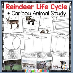 reindeer life cycle and caribou animal study