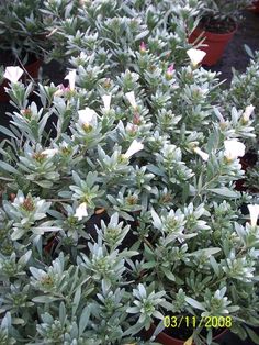 several potted plants with white flowers in them